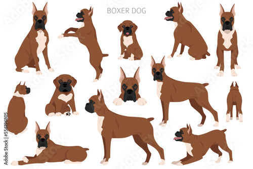 Boxer dog clipart. All coat colors set.  Different position. All dog breeds characteristics infographic