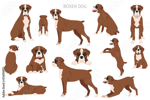 Boxer dog clipart. All coat colors set.  Different position. All dog breeds characteristics infographic