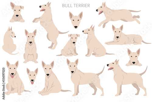 Bull terrier clipart. All coat colors set. Different position. All dog breeds characteristics infographic
