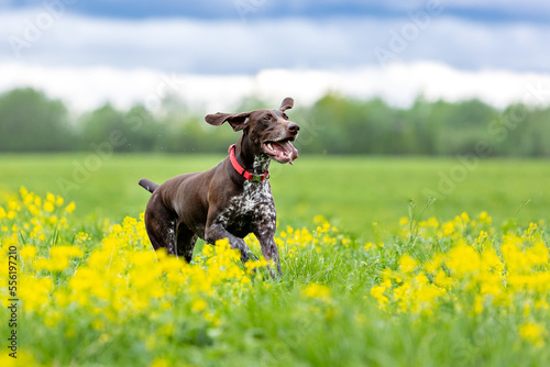 A short-haired German Hound dog breed runs towards a green field with yellow flowers.
