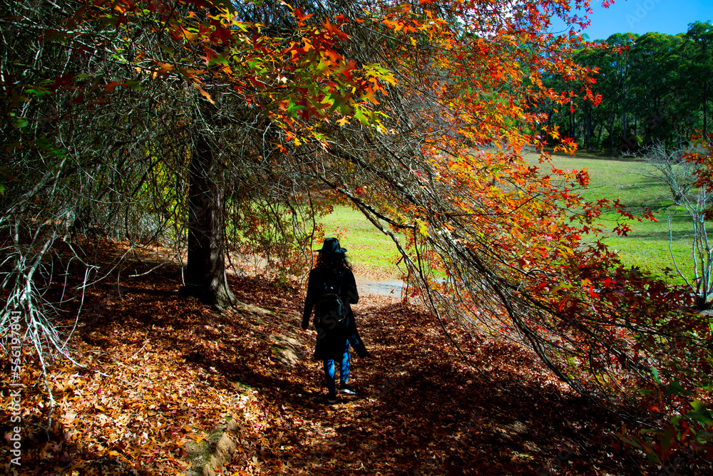 Mount Lofty Botanic Garden - South Australia Mount Lofty Botanic Garden - South Australia