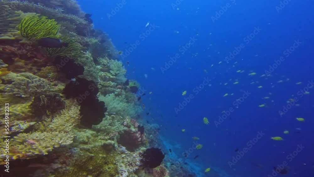 Scuba Diving view in the deep blue ocean with coral reef and tropical fish. Scuba Diving view in the deep blue ocean with coral reef and tropical fish.