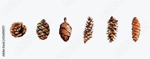 Watercolor of pine cone set vector elements design