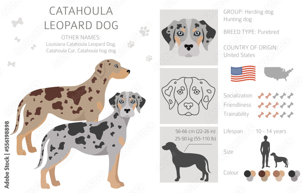 Catahoula leopard dog clipart. Different poses, coat colors set Stock