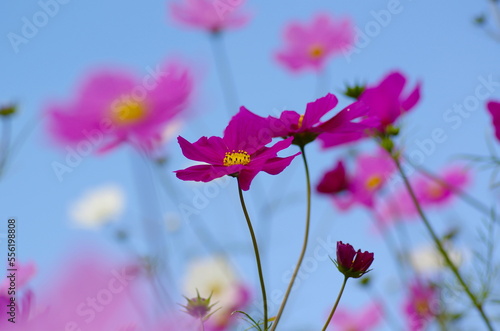 Cosmos under the blue autumn sky