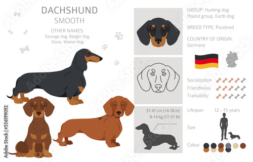 Dachshund short haired clipart. Different poses, coat colors set