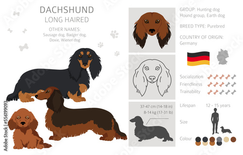 Dachshund long haired clipart. Different poses, coat colors set