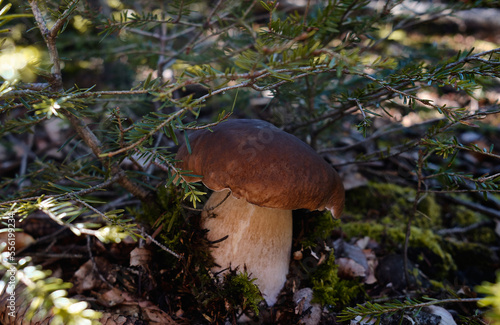 a big porcini mushroom in the forest