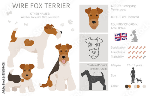 Tableau sur toile Wire fox terrier clipart. Different poses, coat colors set