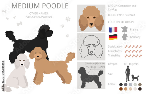 Medium poodle clipart. Different poses, coat colors set