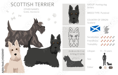 Scottish terrier dogs in different poses and coat colors. Adult and puppy scottie set