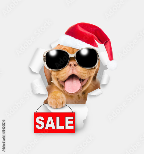 Happy Mastiff puppy wearing sunglasses and red santa hat looking through the hole in white paper and showing signboard with labeled "sale" © Ermolaev Alexandr