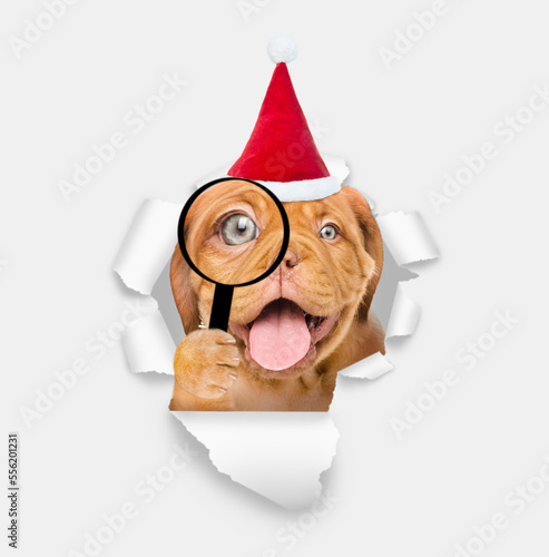 Happy puppy wearing sunglasses and red santa hat looks thru a magnifying lens looks through the hole in white paper