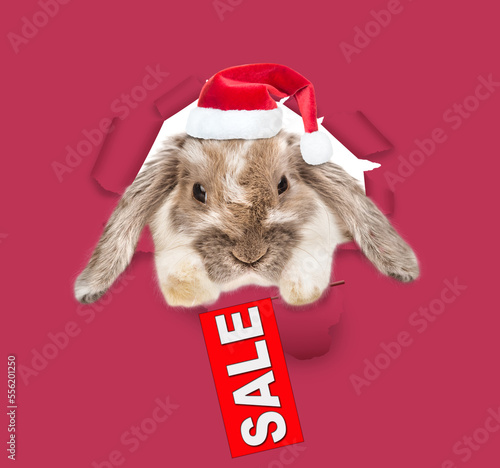 Lop-eared Easter rabbit looking through the hole in paper and shows signboard with labeled "sale". color of year 2023 - Viva Magenta background