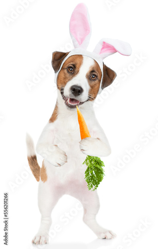Jack russell terrier puppy wearing easter rabbits ears holds carrot. Isolated on white background