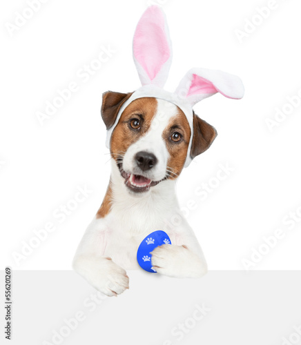 Funny Jack Russell terrier puppy wearing easter rabbits ears holds painted egg and looks above empty white banner. Isolated on white background © Ermolaev Alexandr