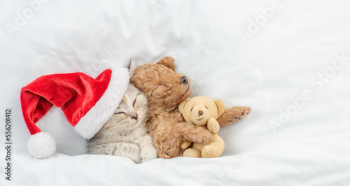 Cute tiny Toy Poodle puppy wearing red santa hat and tabby kitten sleep under white warm blanket on a bed at home. Top down view. Empty space for text