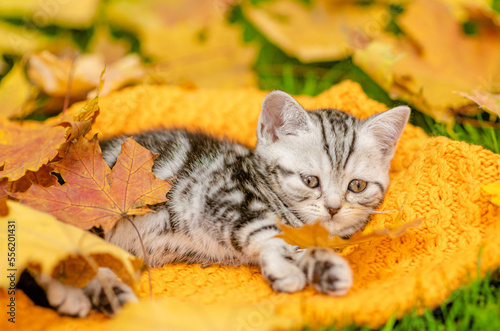 Funny kitten lying on green grass at autumn park and holds autumn leaf