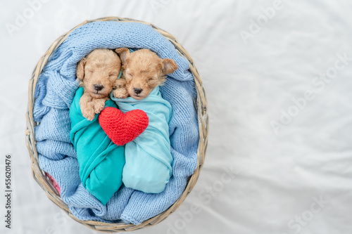 Two tiny cozy newborn Toy Poodle puppies wrapped like babies sleep in a basket. Top down view. Empty space for text photo