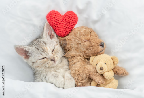Cute tiny Toy Poodle puppy and tabby kitten sleep together under white warm blanket on a bed at home. Top down view