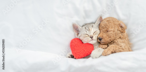 Fotografia Cute tiny Toy Poodle puppy hugs happy tabby kitten under white warm blanket on a bed at home