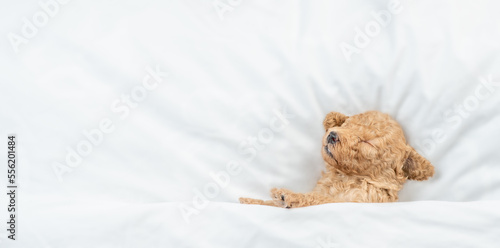 Newborn Toy Poodle puppy sleeps under white blanket on a bed at home. Top down view. Empty space for text
