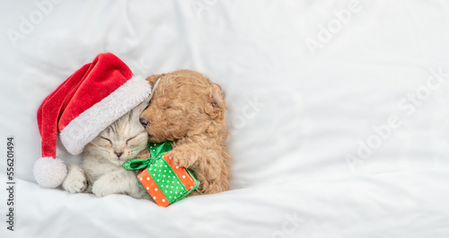 Cute tiny Toy Poodle puppy wearing red santa hat and tabby kitten sleep together under white warm blanket on a bed at home. Top down view. Empty space for text
