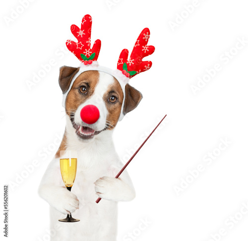 Jack russell terrier puppy dressed like santa claus reindeer  Rudolf holds glass of champagne and points away on empty space. isolated on white background © Ermolaev Alexandr