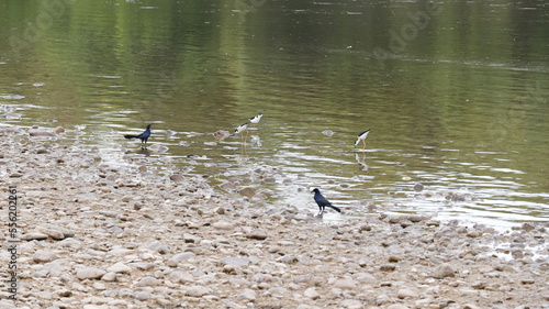 Aves Rio Blasas