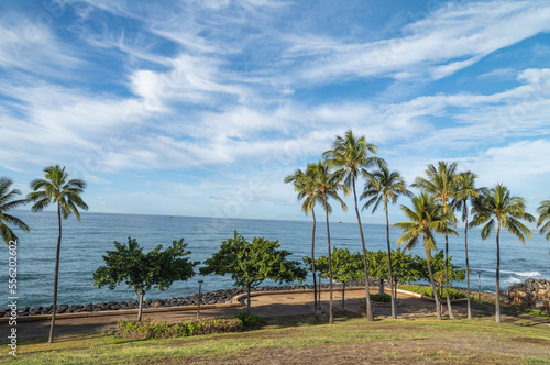 Palm Trees in a Beachfront Park in Hawaii.