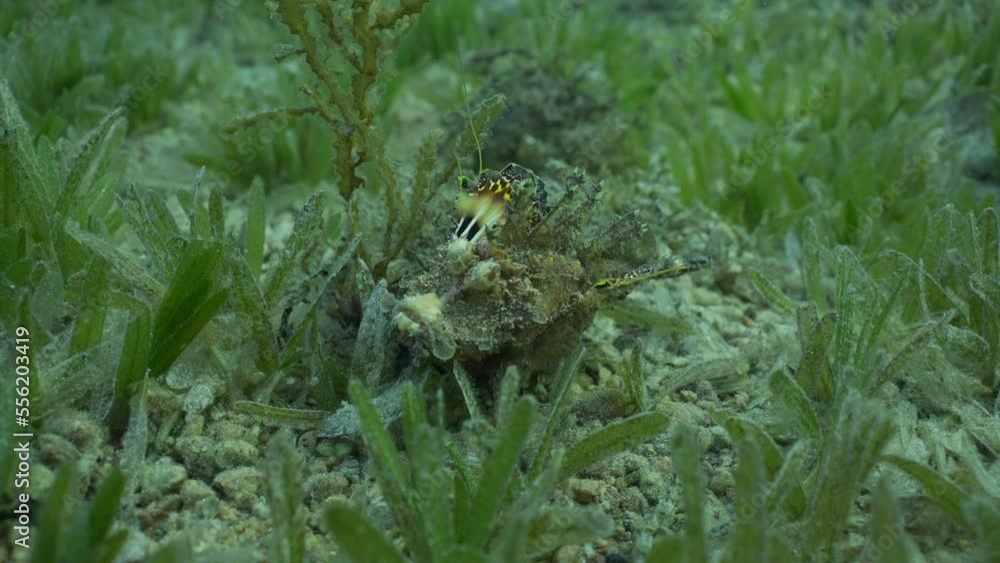 Sea Goblin fish lies on seabed covered with green sea grass. Bearded Ghoul, Sea Goblin or Devilfish (Inimicus didactylus), Slow Motion Sea Goblin fish lies on seabed covered with green sea grass. Bearded Ghoul, Sea Goblin or Devilfish (Inimicus didactylus), Slow Motion