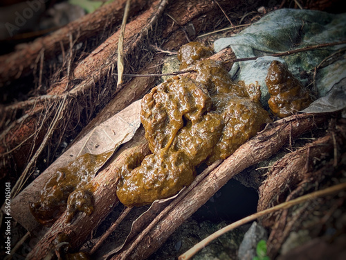 Canvas Print Blurred canine macus poop on ground floor,sign of unhealthy dog