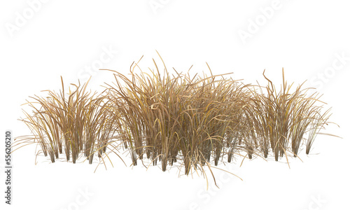 Various types of dried plants grass bushes shrub and small plants isolated
