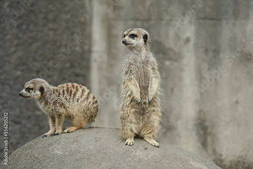 Meerkat standing up and looking around