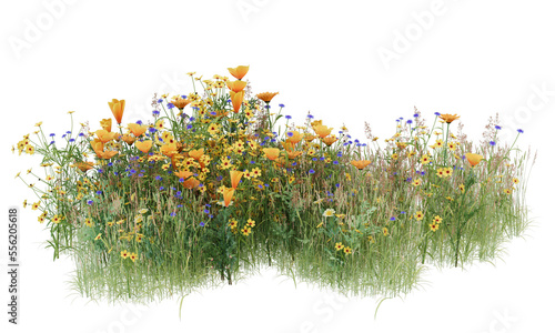 Tableau sur toile Various types of flowers grass bushes shrub and small plants isolated