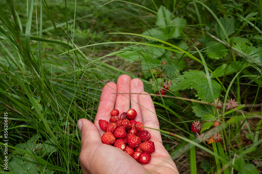 a handful of wild strawberries a handful of wild strawberries