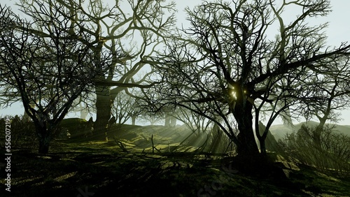 Silhouettes of trees in the morning park