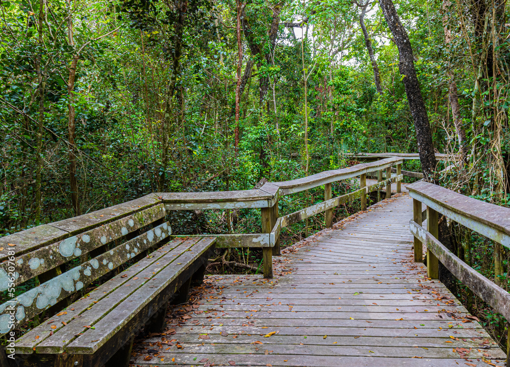 Boardwalk Through The Mahogany Hammock Trail, Everglades National Park, Florida, USA Boardwalk Through The Mahogany Hammock Trail, Everglades National Park, Florida, USA