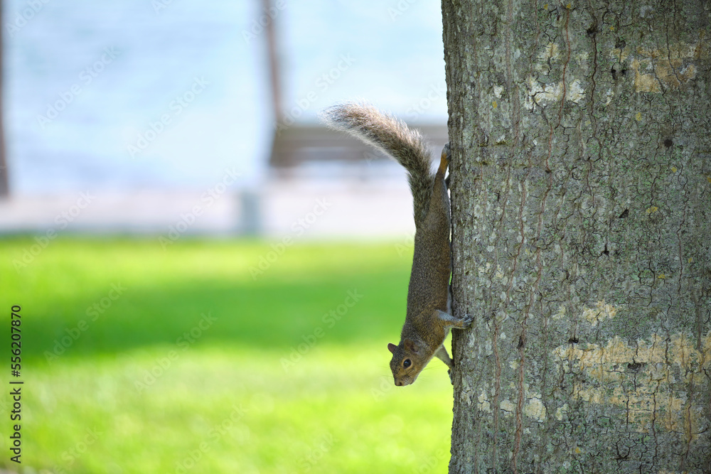 Beautiful wild gray squirrel climbing tree trunk in summer town park