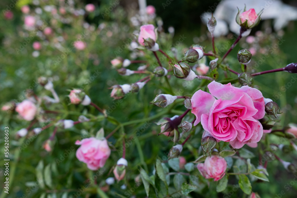 bush of small pink roses