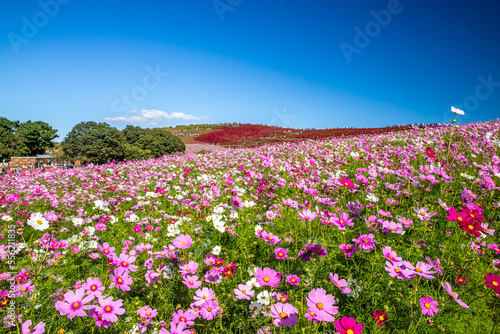 ひたち海浜公園　コスモス畑
