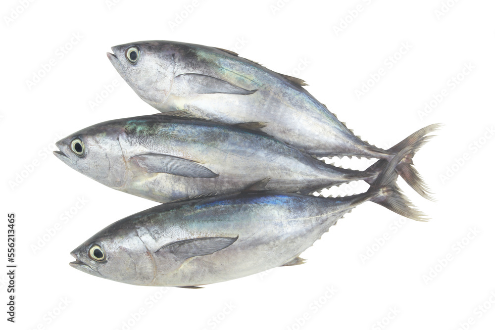 Fresh bluefin tuna fishes isolated on white background Fresh bluefin tuna fishes isolated on white background