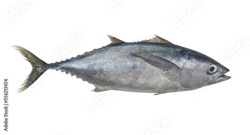 Raw bluefin tuna fish isolated on white background 