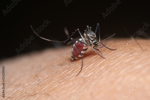 A macro or close up view of a mosquito bite and sucking human blood