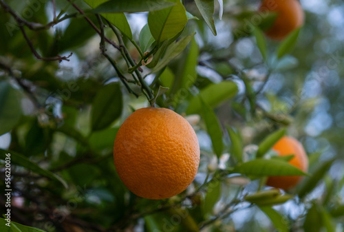 citrus orange tangerines grow on a tree in green leaves