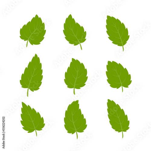 Set of green leaves. Leaves isolated on white background. Flat style. Vector illustration.	