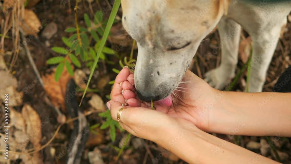 Dog Drinking Fresh Water From Young Hiker Woman Hands High in the Mountains on Forest Trail 4K Slowmotion Outdoor Tourism Activity Lifestyle Concept Footage. Thailand. Dog Drinking Fresh Water From Young Hiker Woman Hands High in the Mountains on Forest Trail 4K Slowmotion Outdoor Tourism Activity Lifestyle Concept Footage. Thailand.