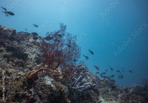 underwater sea fan gorgonia in tropical indonesia with fish