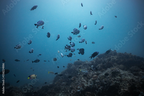 fish under water in tropical indonesia coral reef © matthias