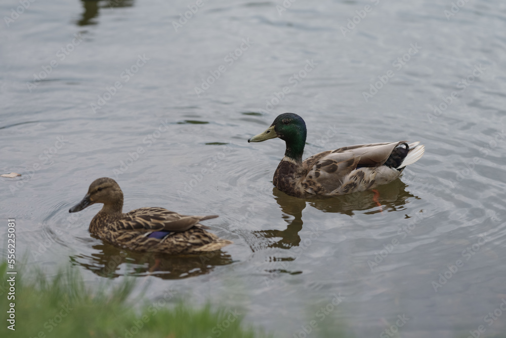 Obraz premium common ducks swimming in a lake